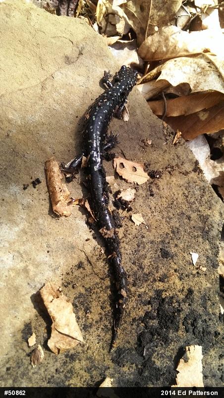 Northern Slimy Salamander
