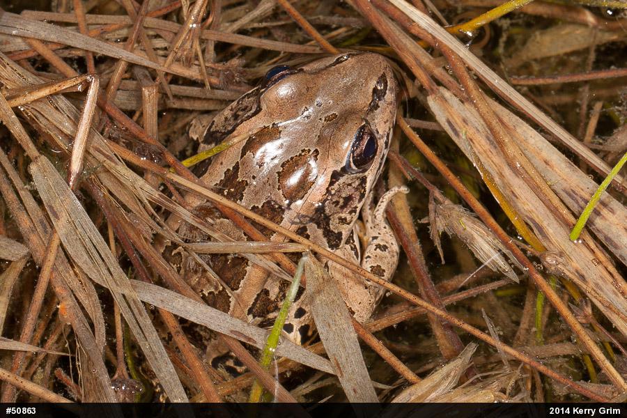 Pickerel Frog