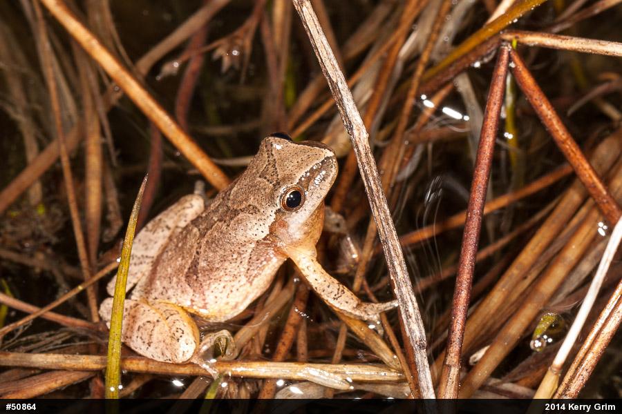 Spring Peeper