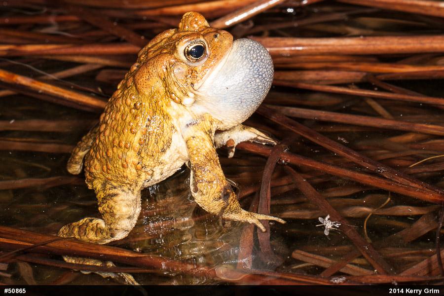 Eastern American Toad