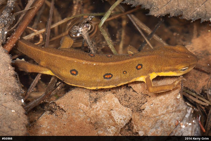 Red-spotted Newt
