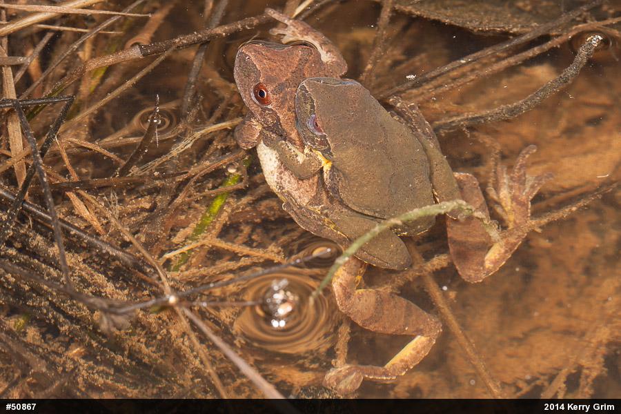 Spring Peeper