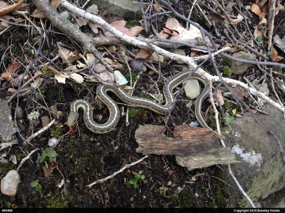 Eastern Gartersnake