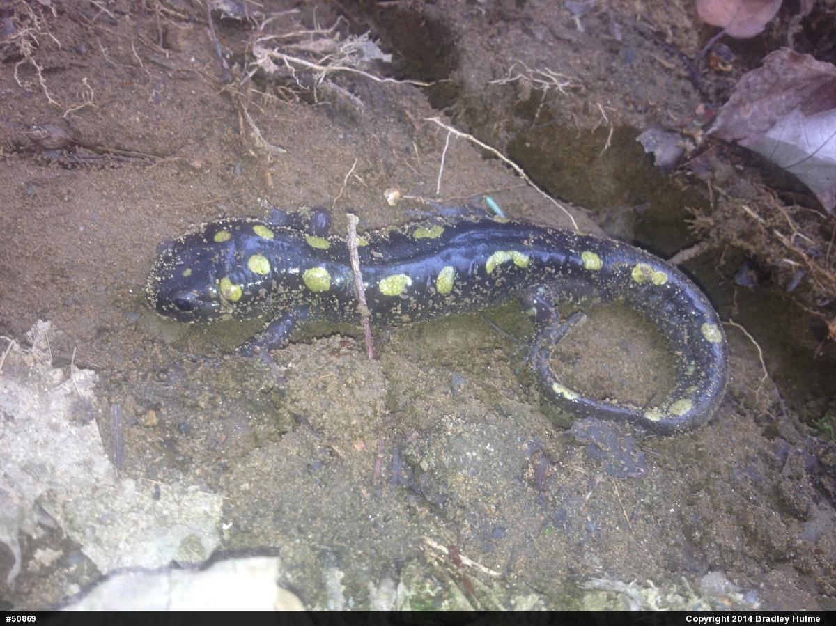 Spotted Salamander