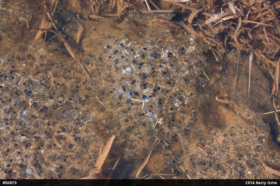 Wood Frog