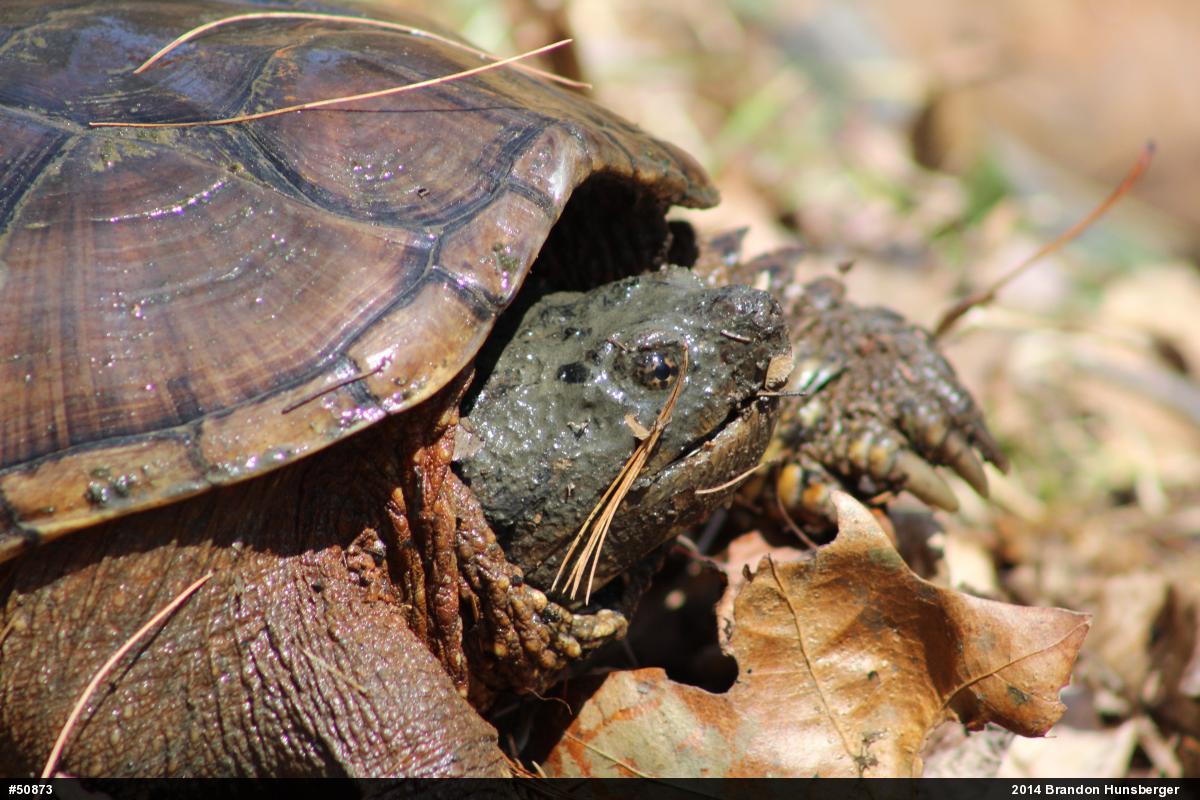 Snapping Turtle