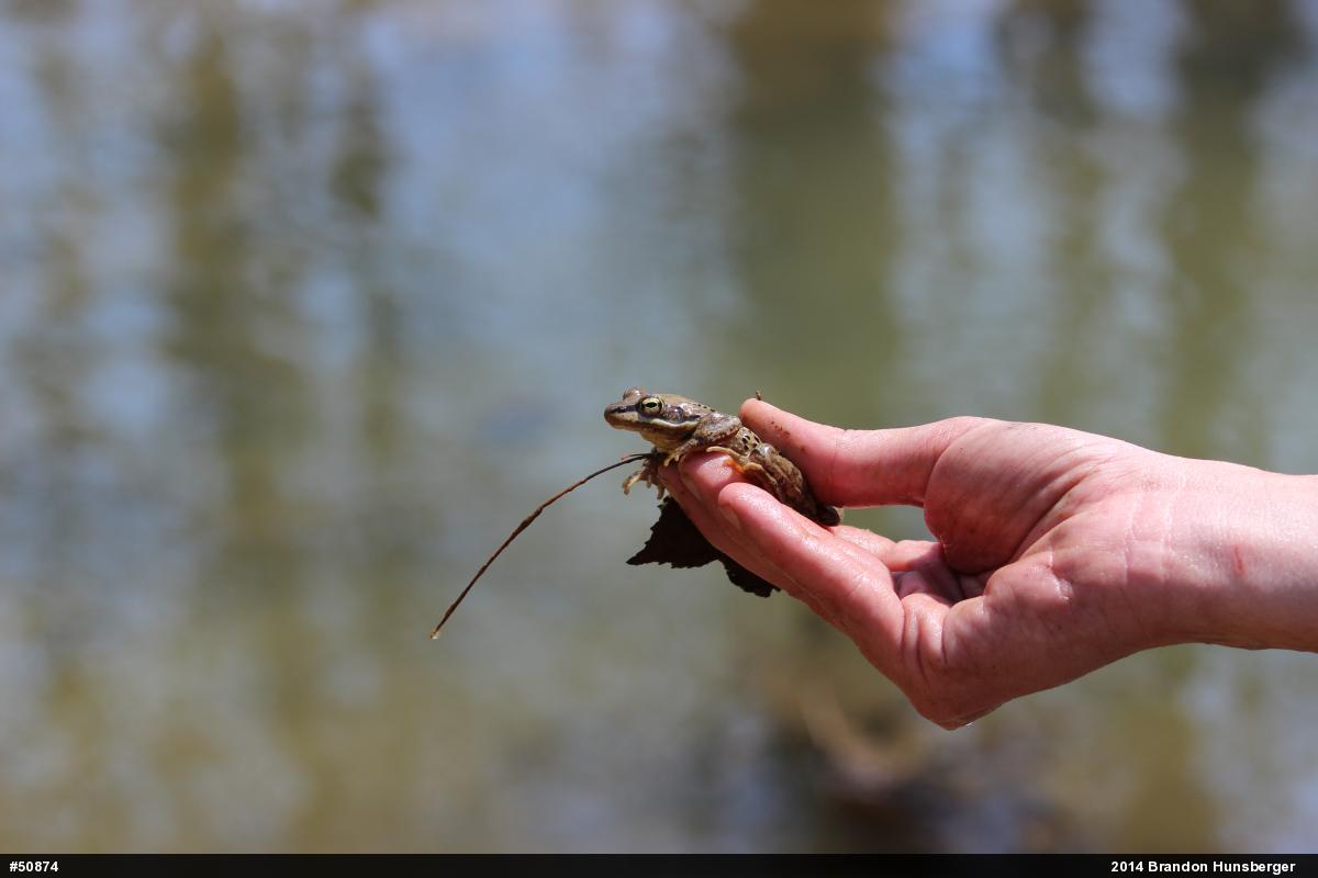 Wood Frog