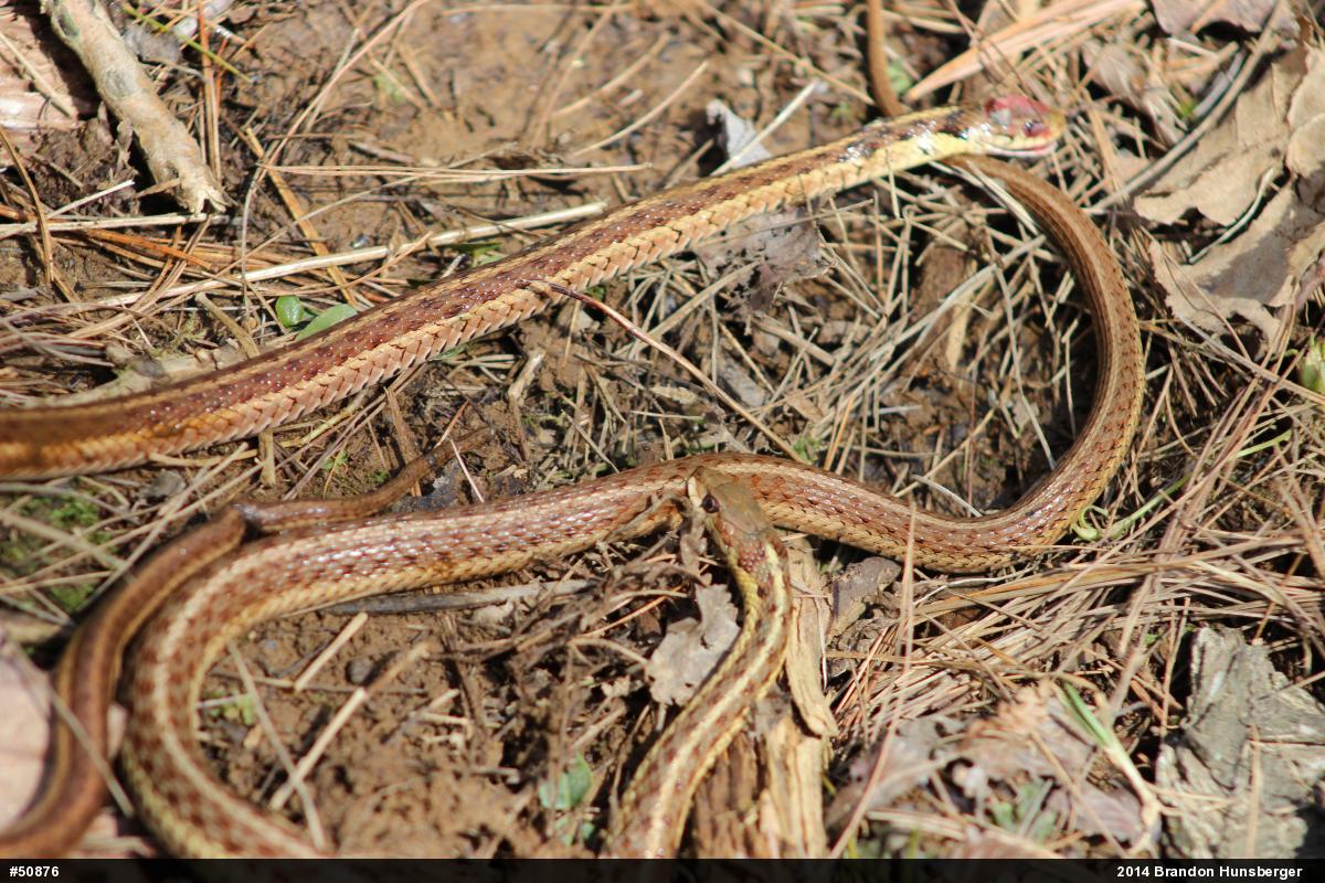 Eastern Gartersnake