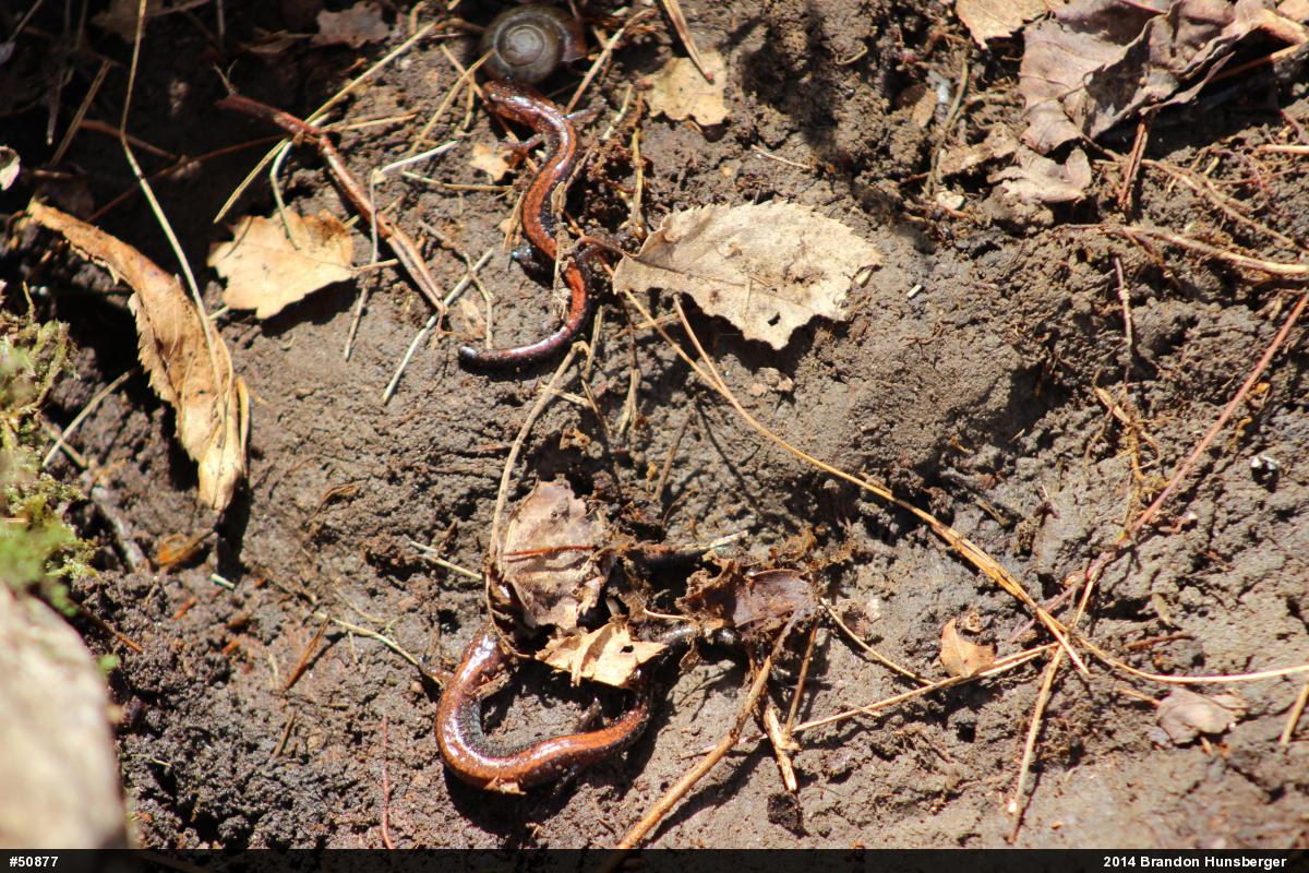 Eastern Red-backed  Salamander