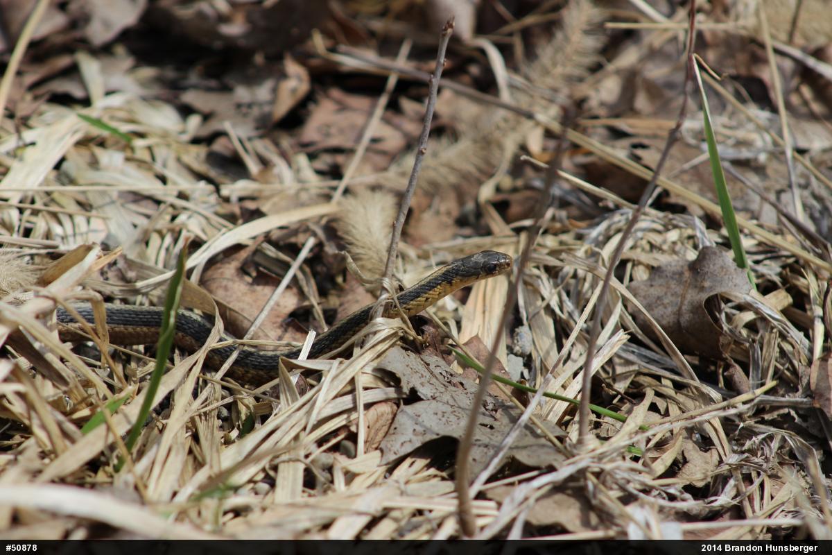 Eastern Gartersnake