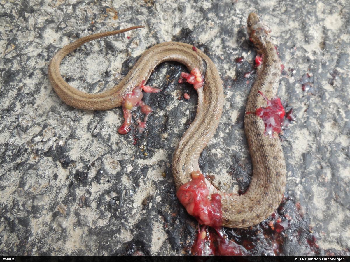 Dekay's Brownsnake