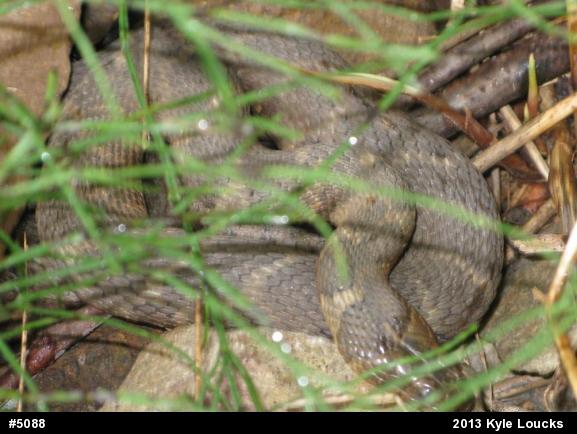 Northern Watersnake