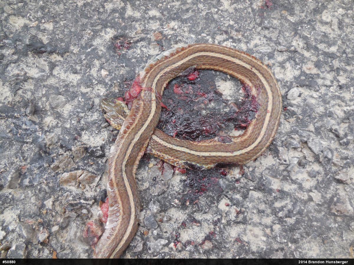 Shorthead Gartersnake