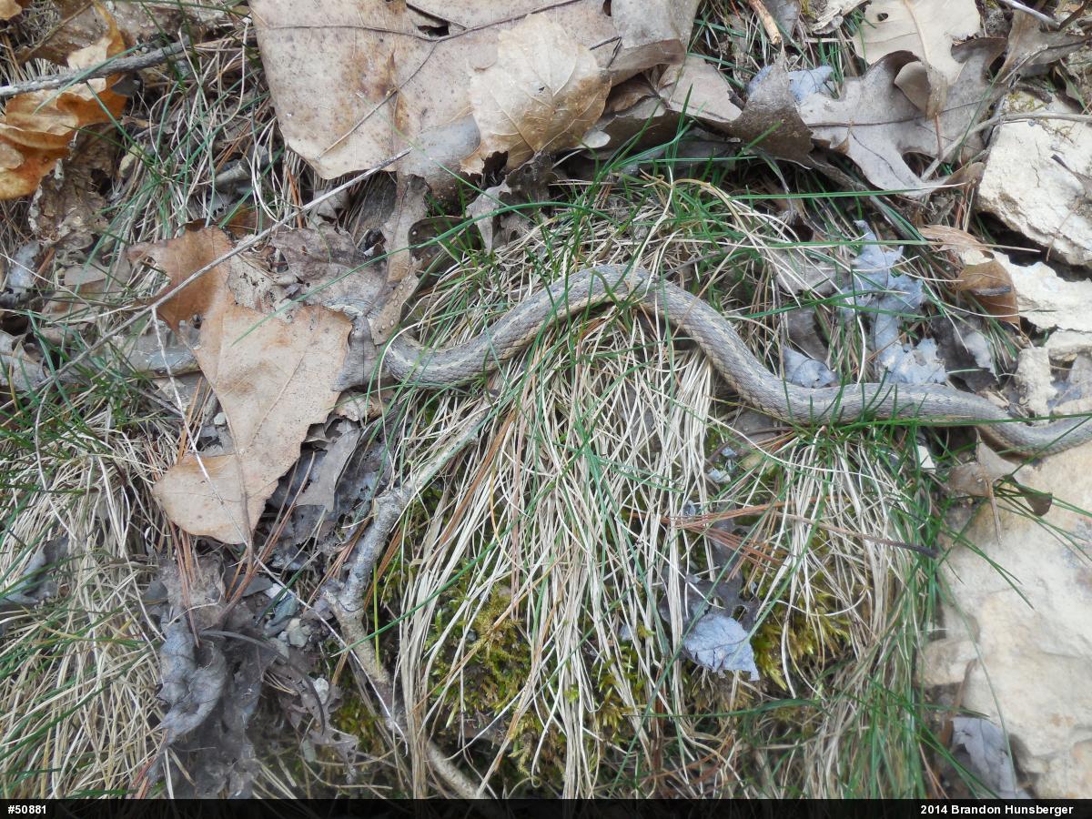 Eastern Gartersnake