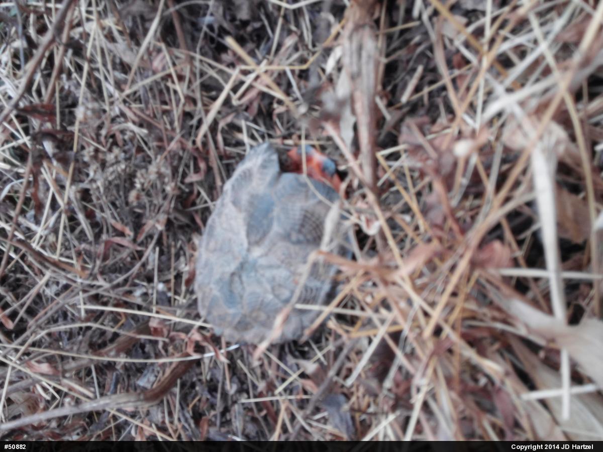 Wood Turtle
