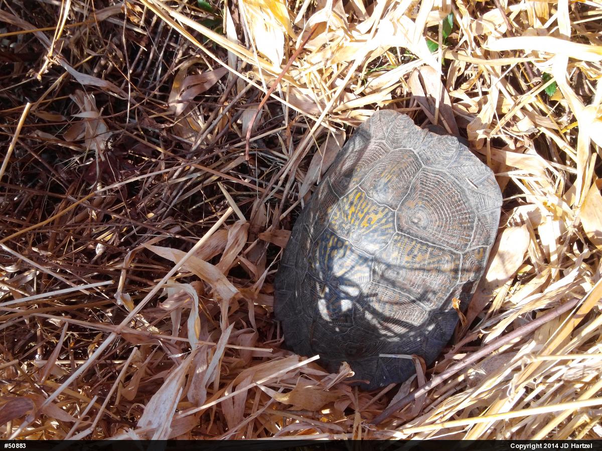 Wood Turtle