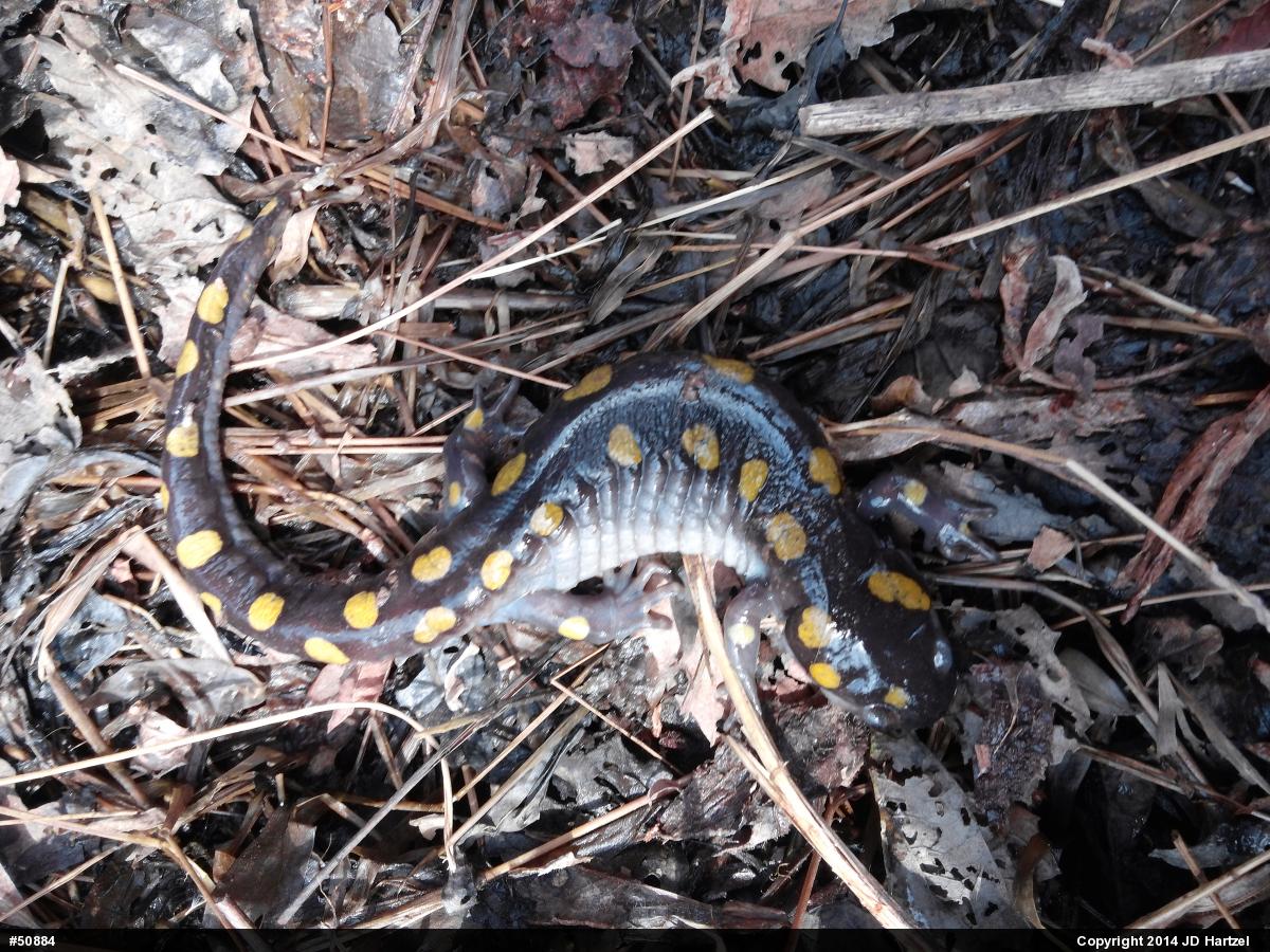 Spotted Salamander