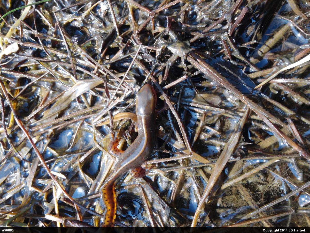 Red-spotted Newt