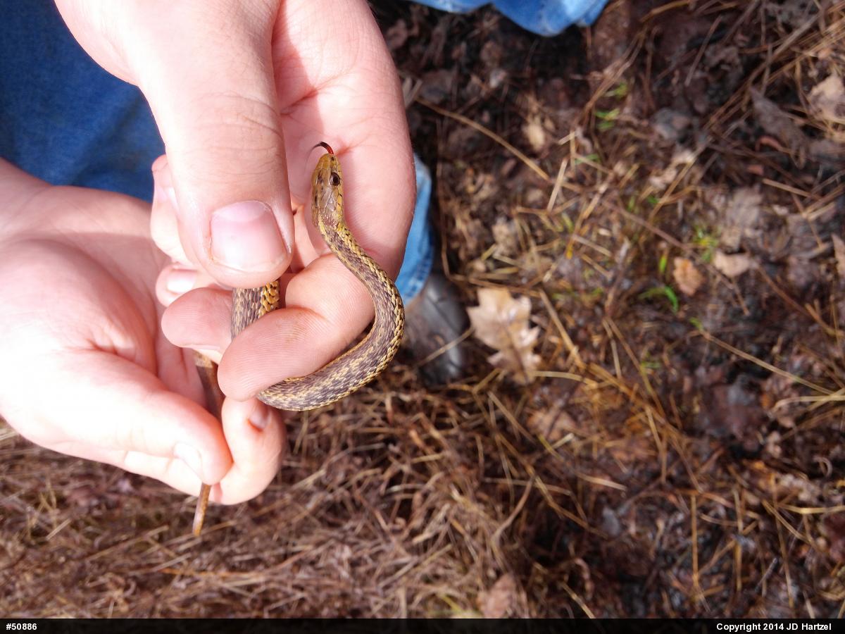 Eastern Gartersnake