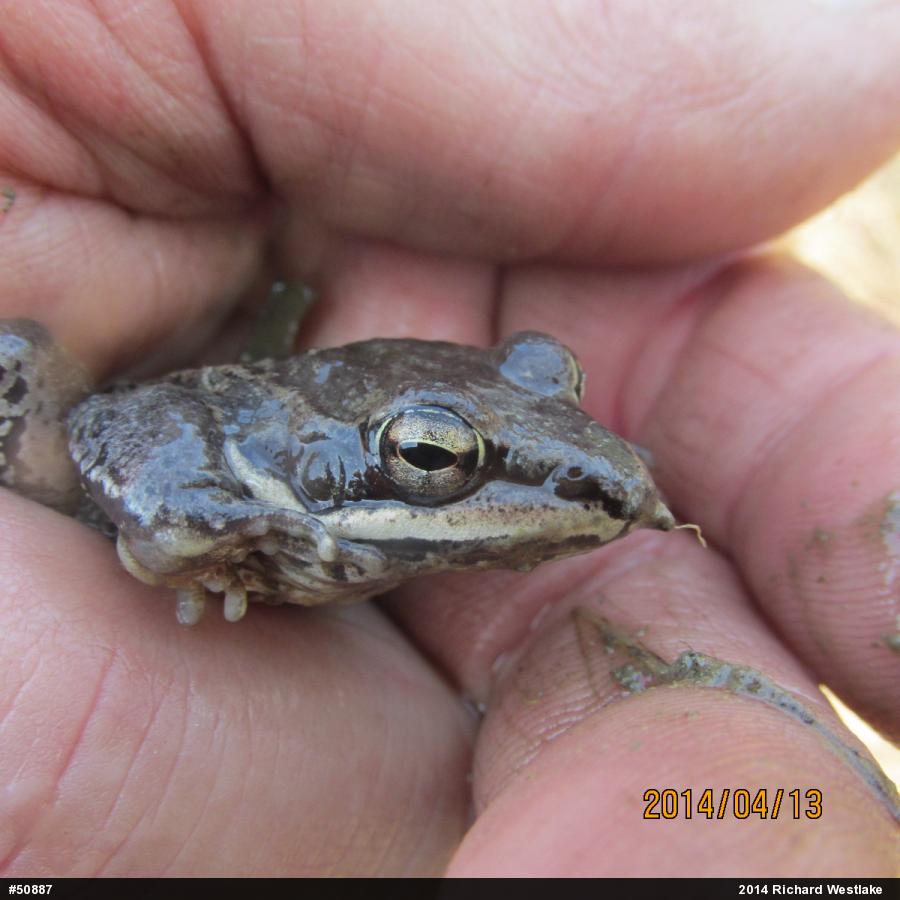 Wood Frog