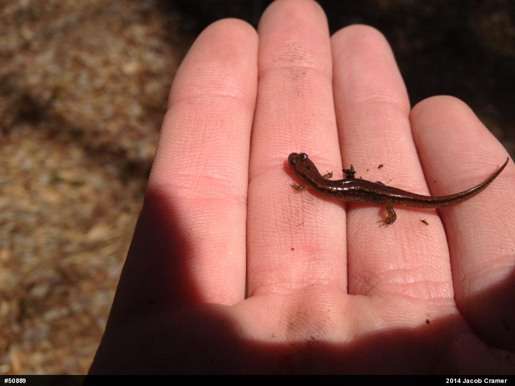 Northern Dusky Salamander