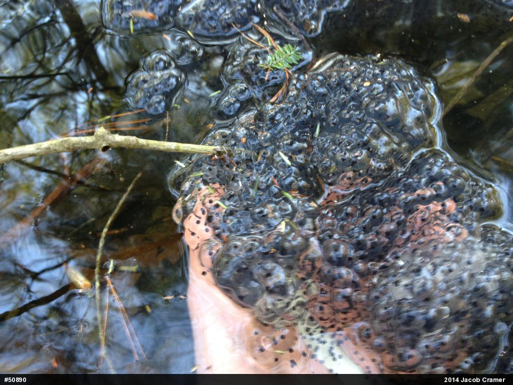Wood Frog