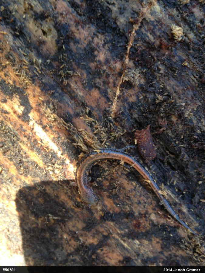 Eastern Red-backed  Salamander