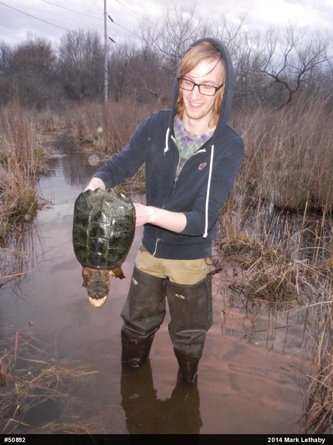 Snapping Turtle