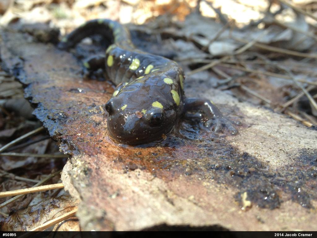 Spotted Salamander