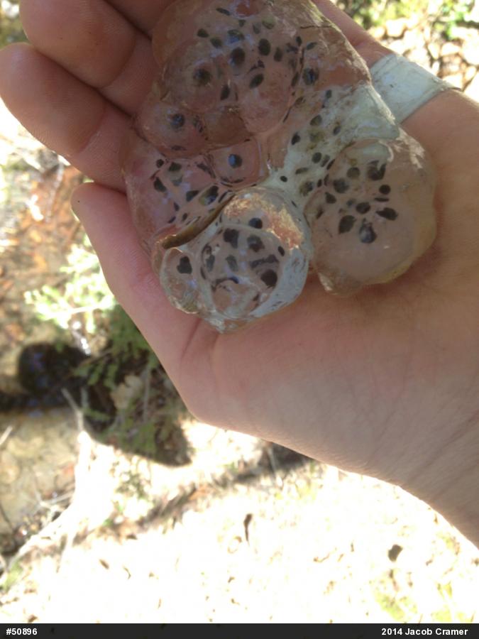 Spotted Salamander