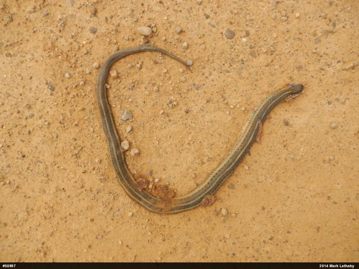 Shorthead Gartersnake