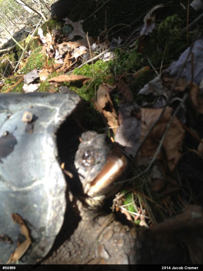 Snapping Turtle