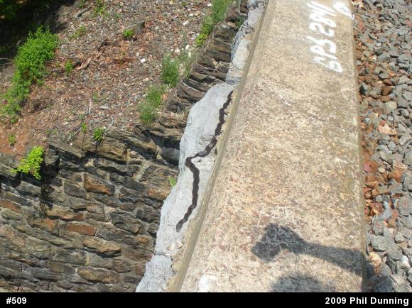 Eastern Ratsnake