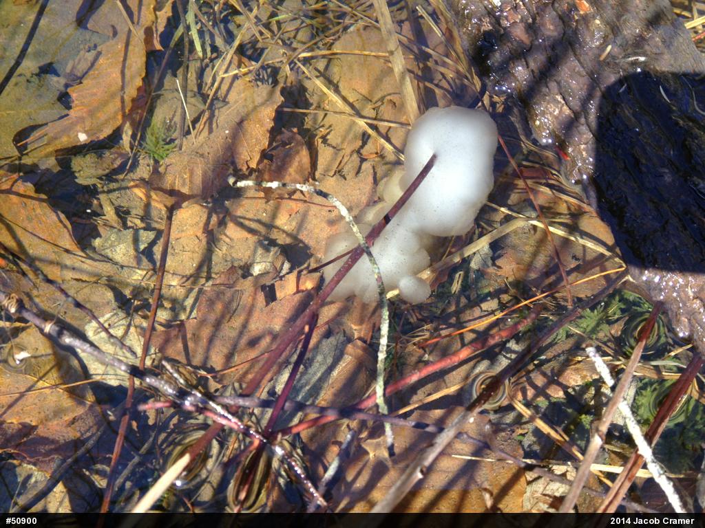 Spotted Salamander