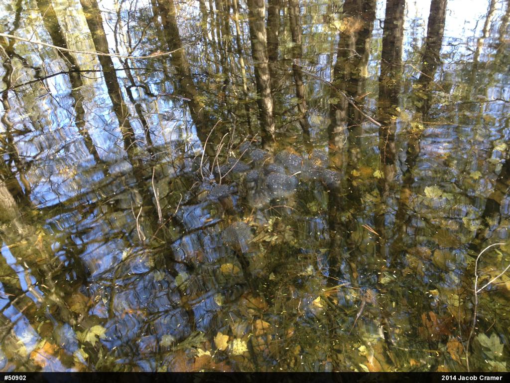 Wood Frog
