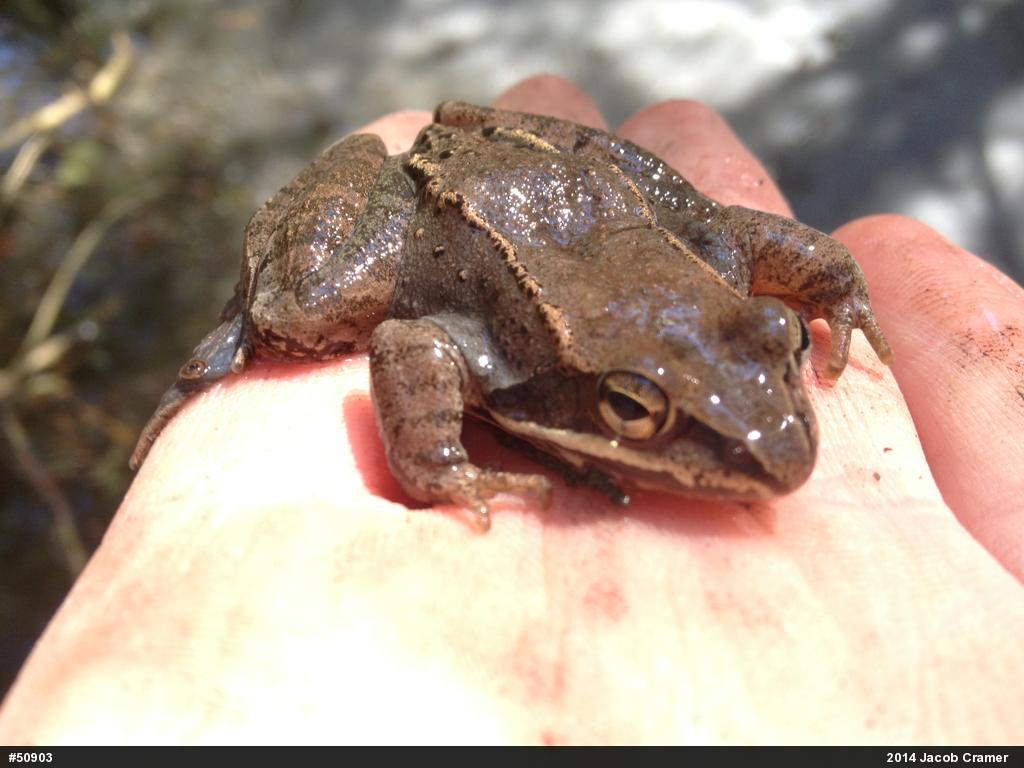 Wood Frog