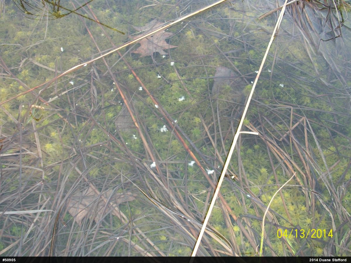 Mole Salamanders