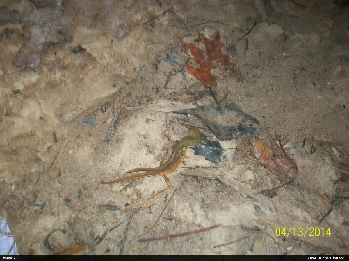 Red-spotted Newt