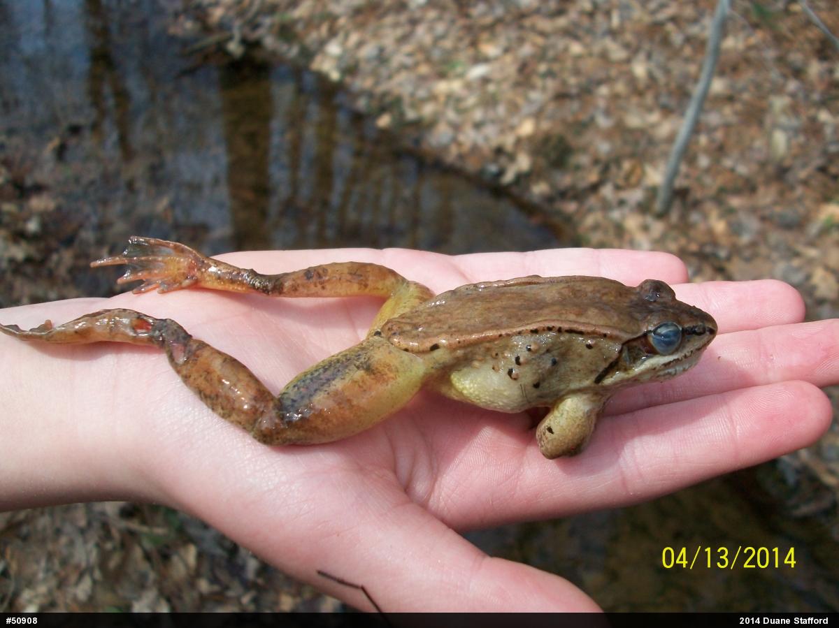 Wood Frog