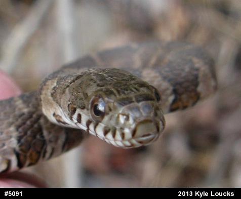Northern Watersnake