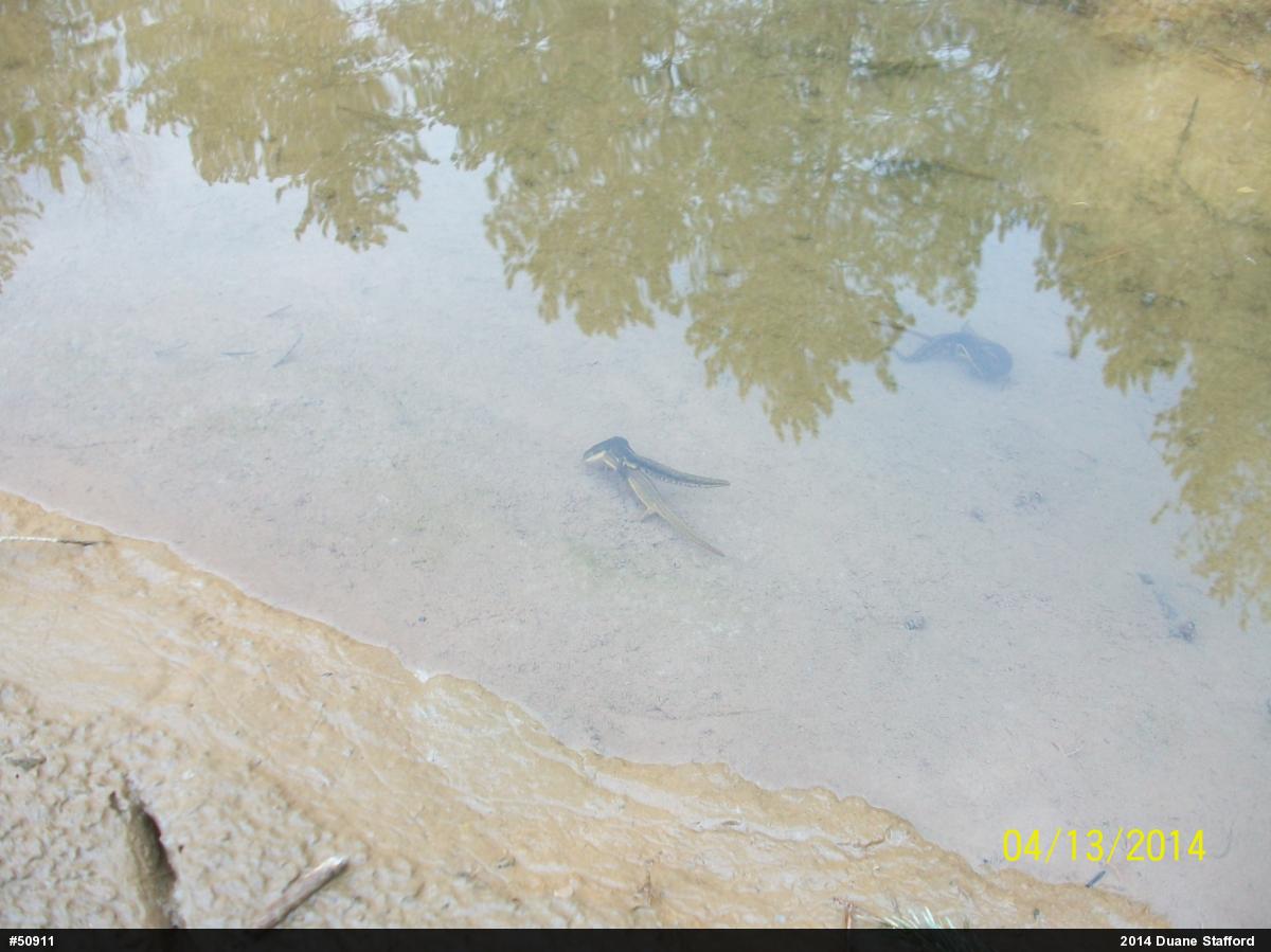 Red-spotted Newt