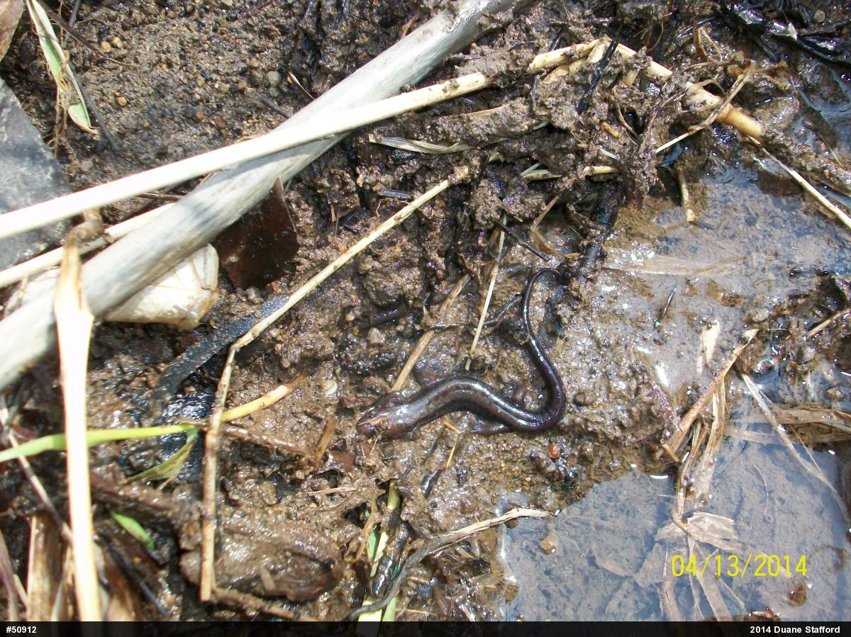 Allegheny Mountain Dusky Salamander