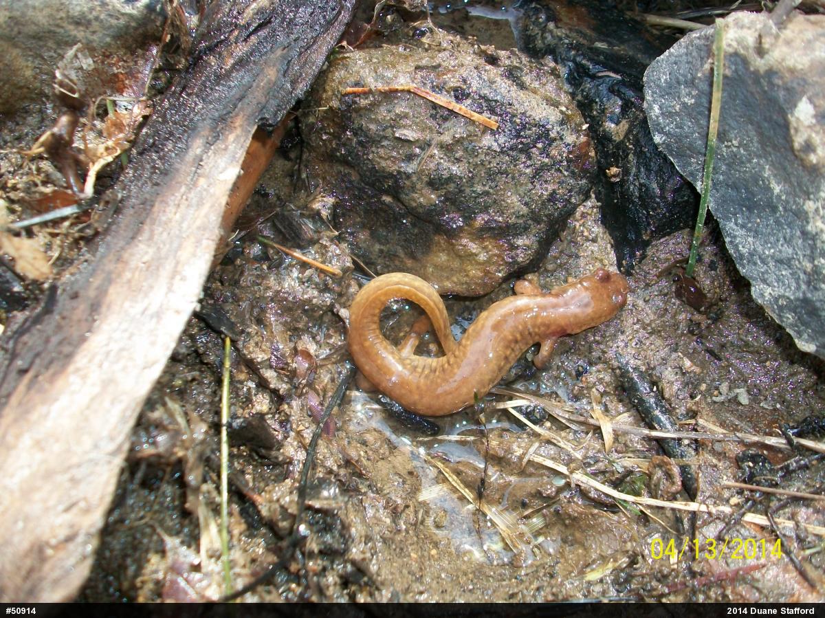 Northern Spring Salamander