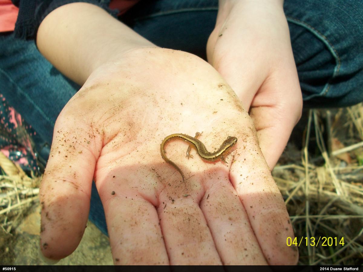 Northern Two-lined Salamander