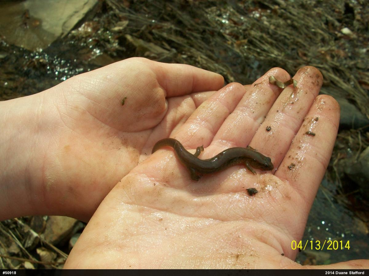 Northern Dusky Salamander