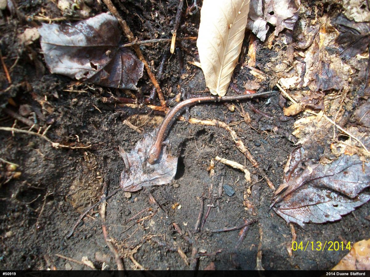 Eastern Red-backed  Salamander