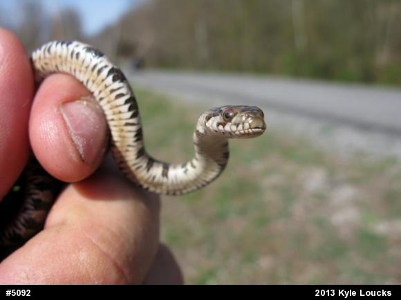 Northern Watersnake