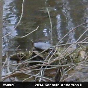 Midland Painted Turtle