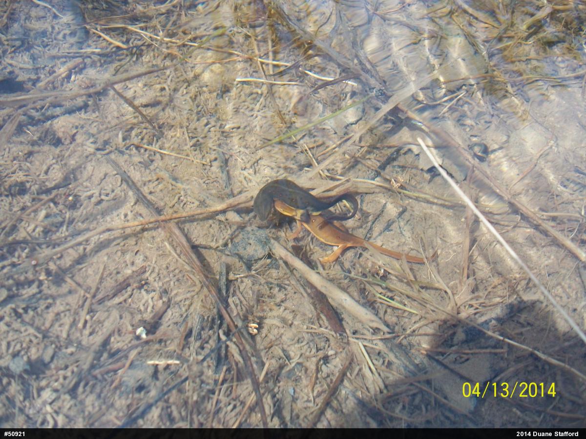 Red-spotted Newt