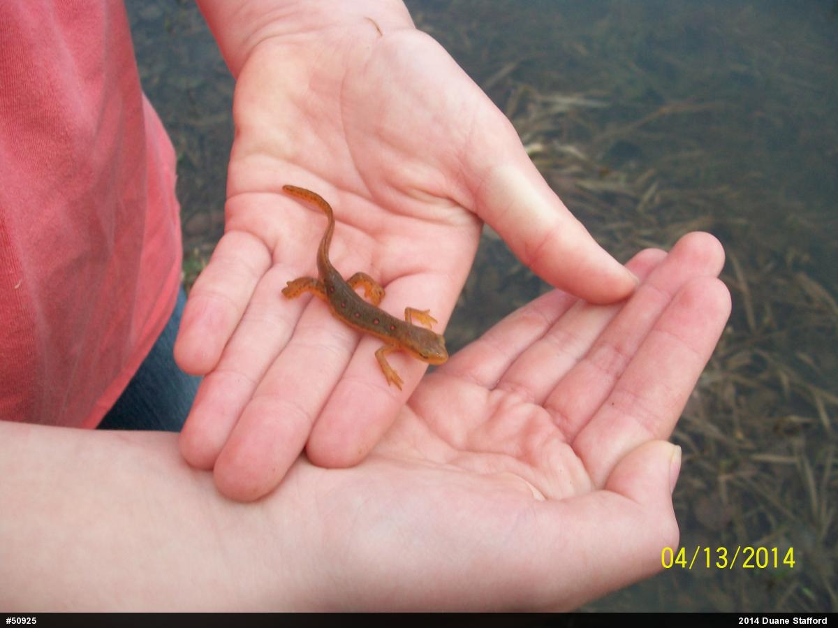 Red-spotted Newt